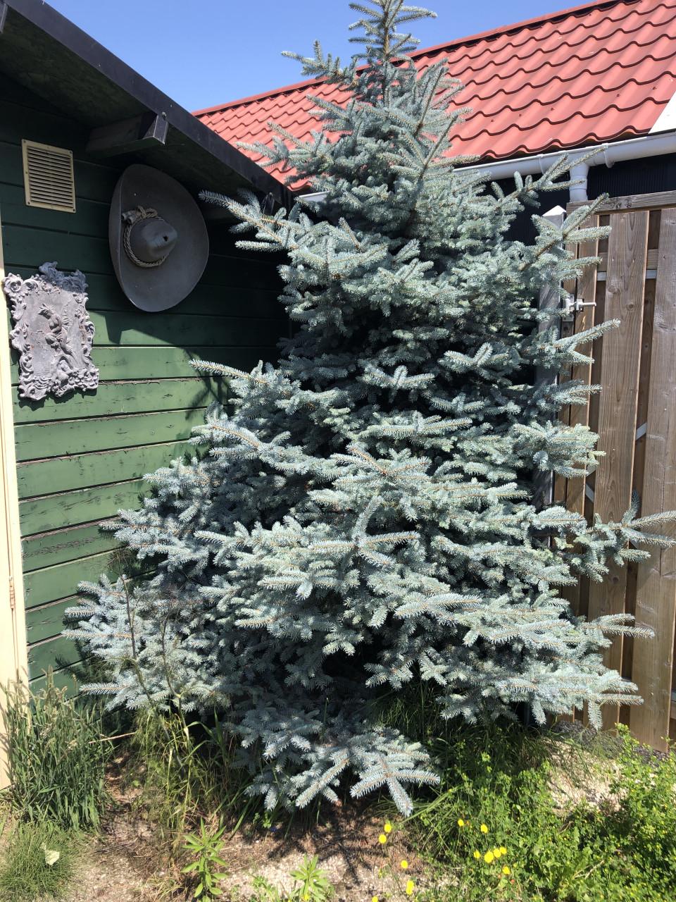 Dennenboom