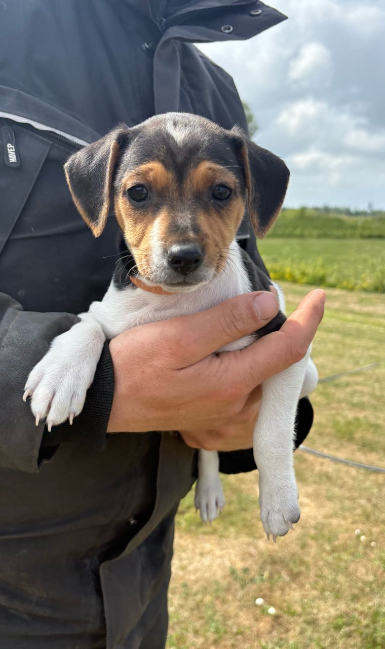 Prachtige boerenfox pup!