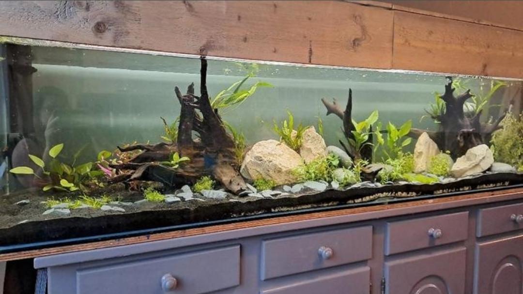 Groot aquarium