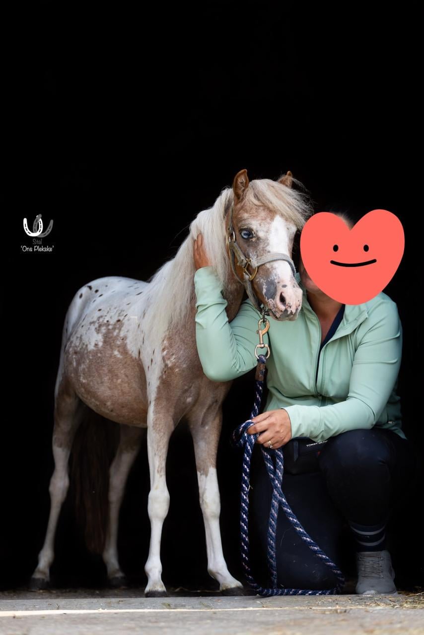 Super lieve mini paardje Ivy (merrie)