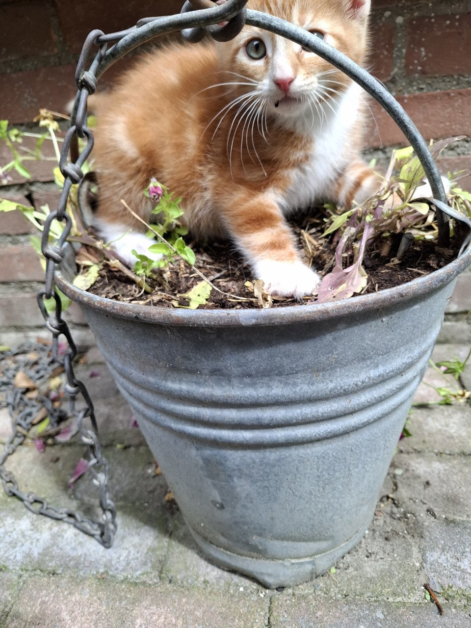 4 kittens