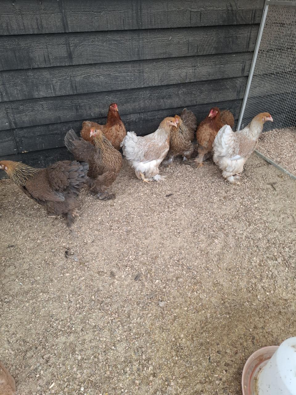 Ruime keuze leghennen, sier- en krielrassen