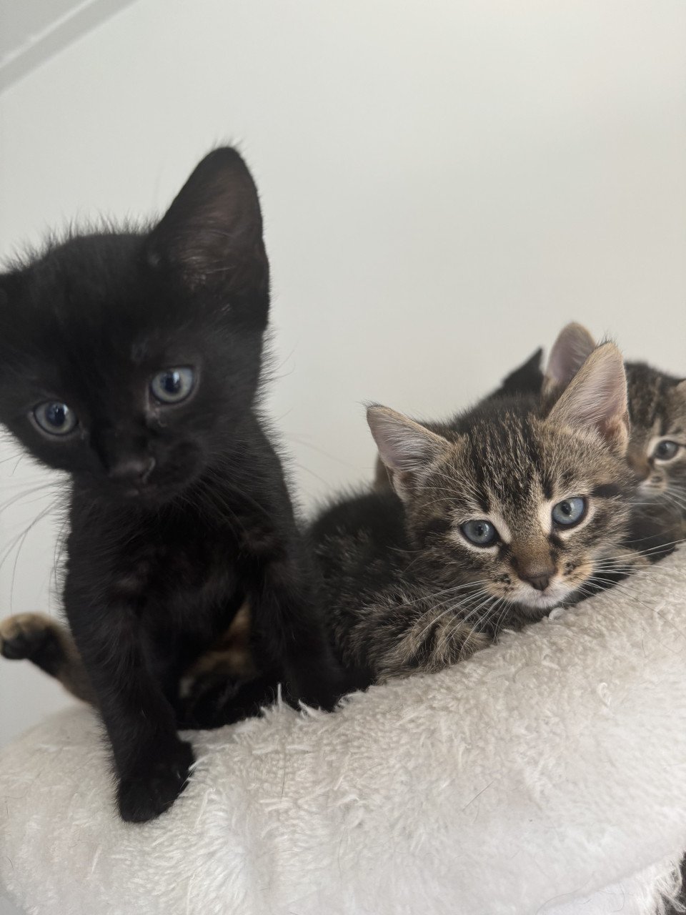 Kittens