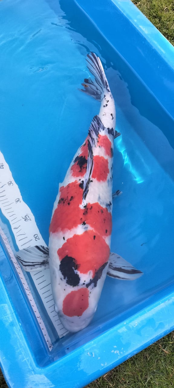Sanke 65 cm