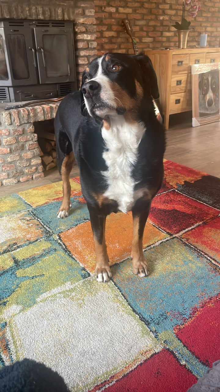 Lieve honden oppas aangeboden