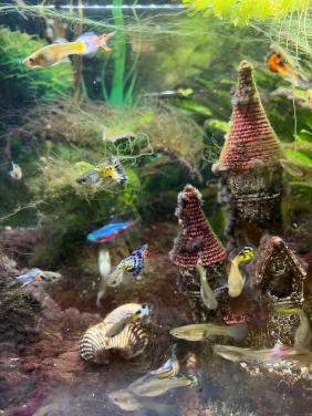Gup guppies