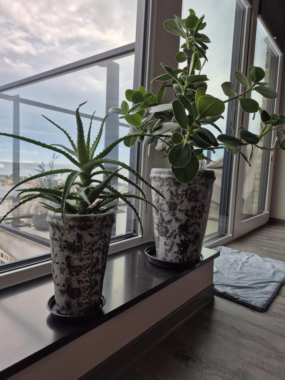 Keramiek bloempotten PTMD inclusief planten