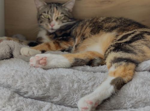 Hele lieve poes