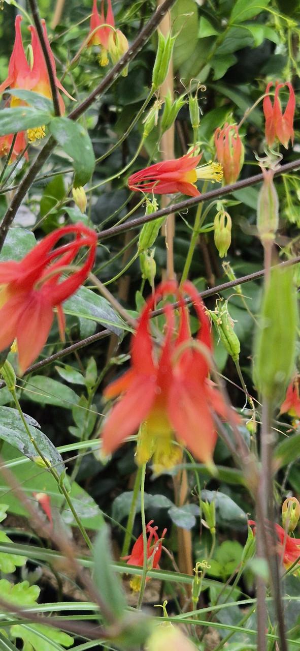 Tuinplanten bio gekweekt