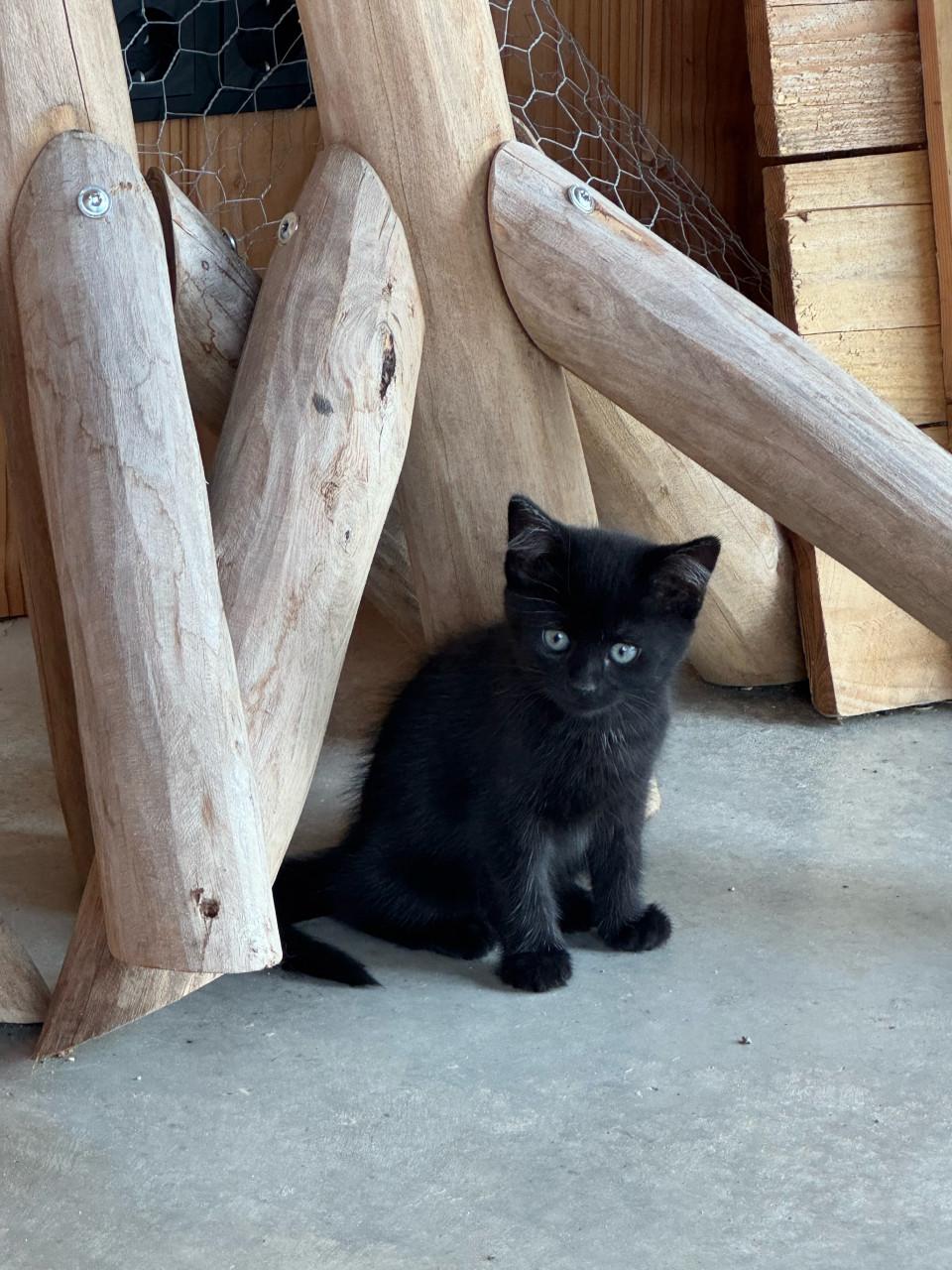 2 kittens