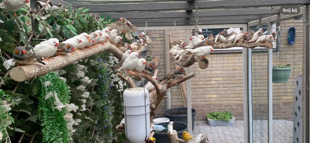 Zebra vinkjes te koop broedrijp