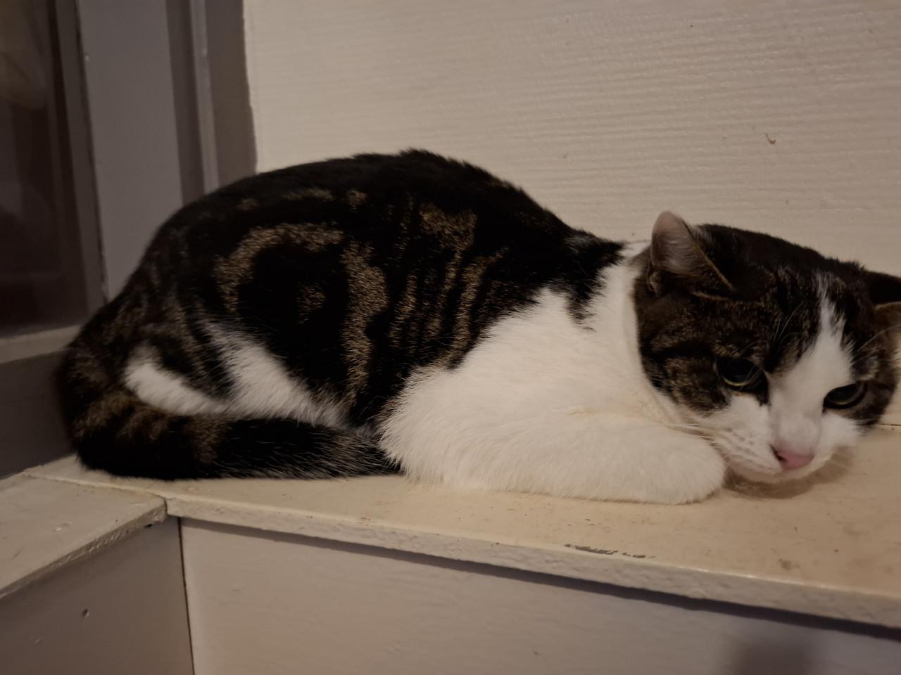 Poesje en kater van 9 maanden