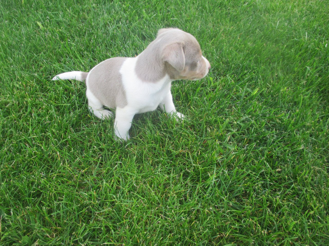 Mooie kleine jack russell pups