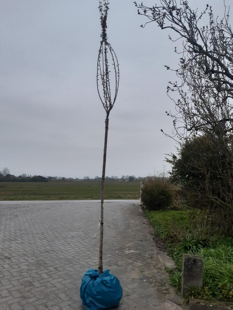 Sierboom Prunus subhirtella