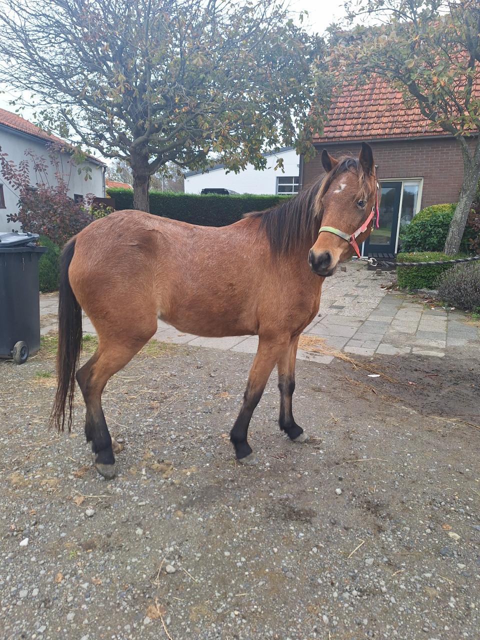 Te koop 3 jarige Appaloosa merrie VERKOCHT  !!