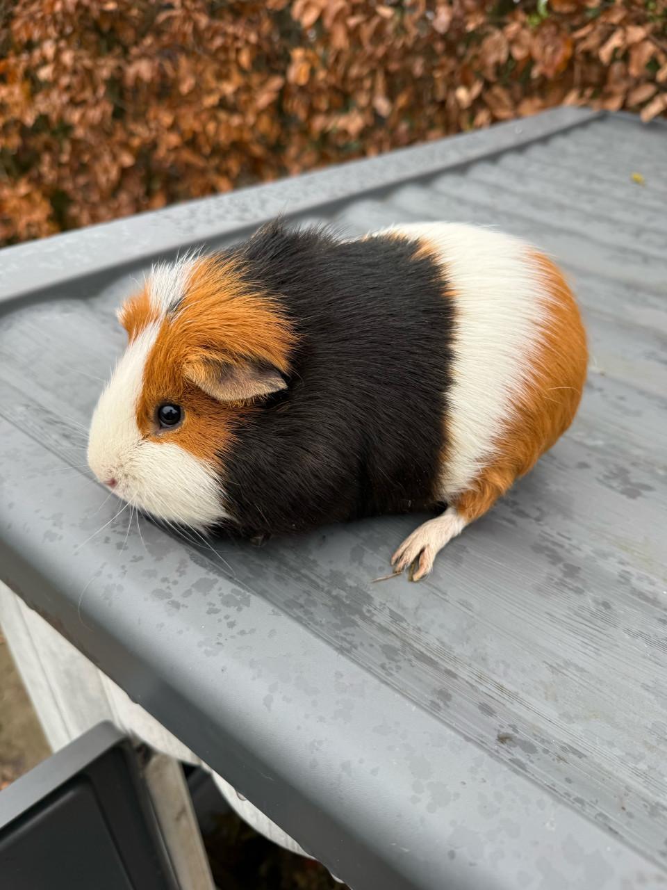 2 mannetjes cavia’s
