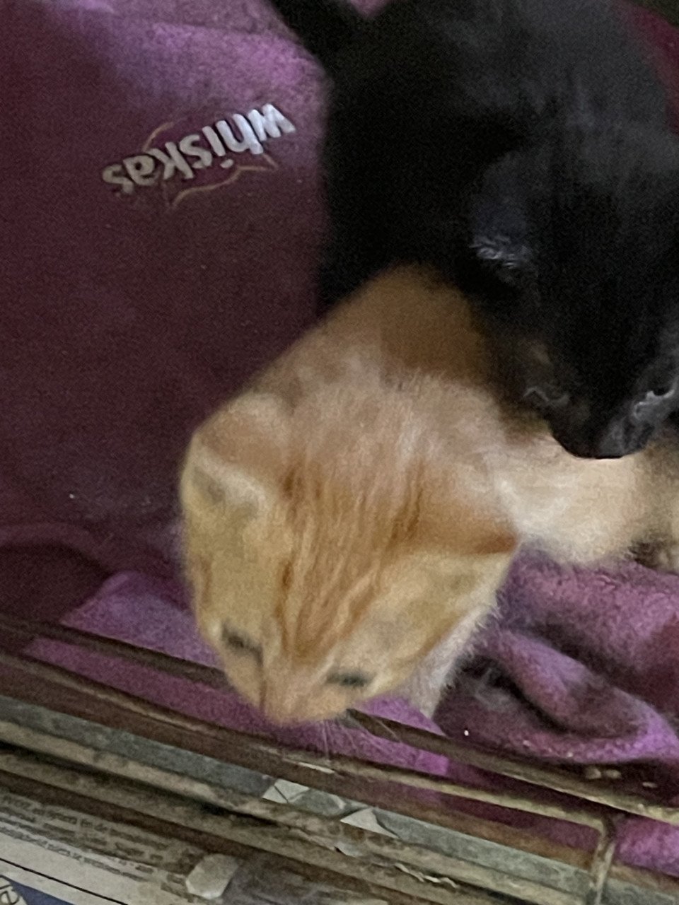 Rood Kitten vrouwtje
