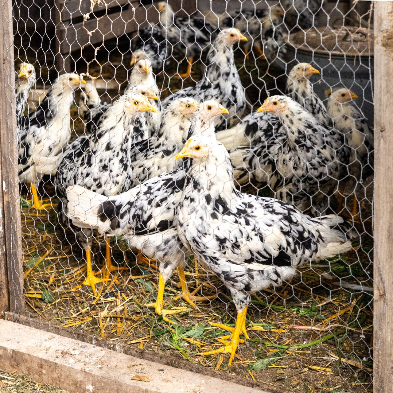 Jonge hennetjes Bonte Leghorn kippen te koop
