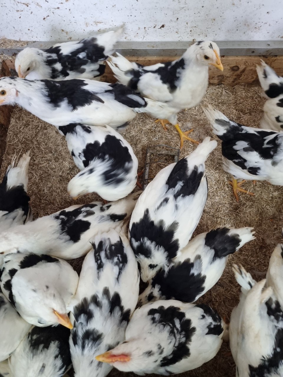 Bonte leghorns