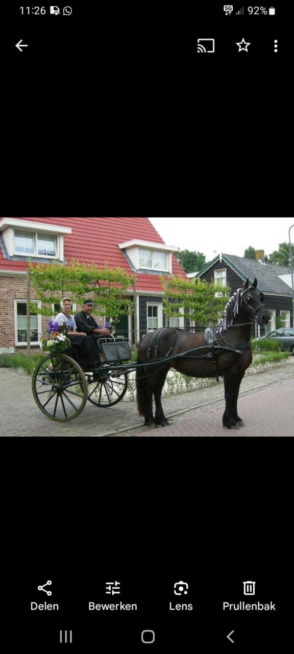Sjees (friese tilburie)