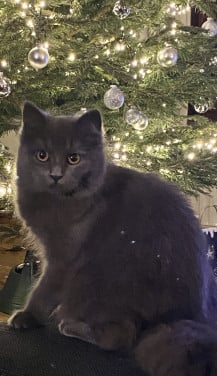 Langharige Poes 3 jaar