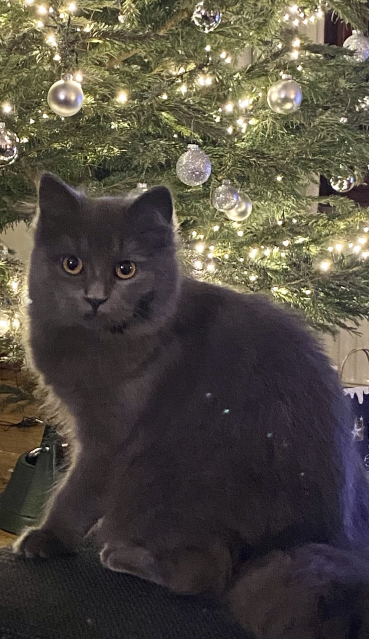 Langharige Poes 3 jaar