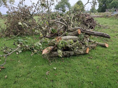 Haardhout