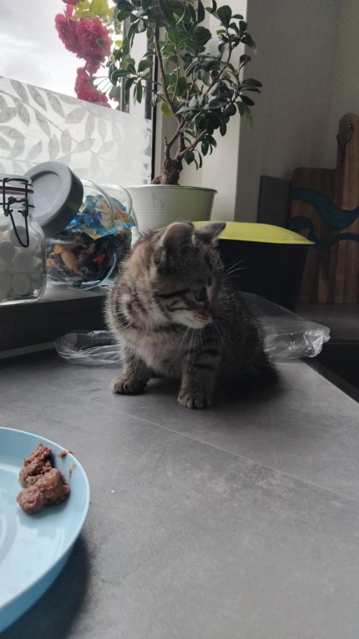 Kitten (poes)