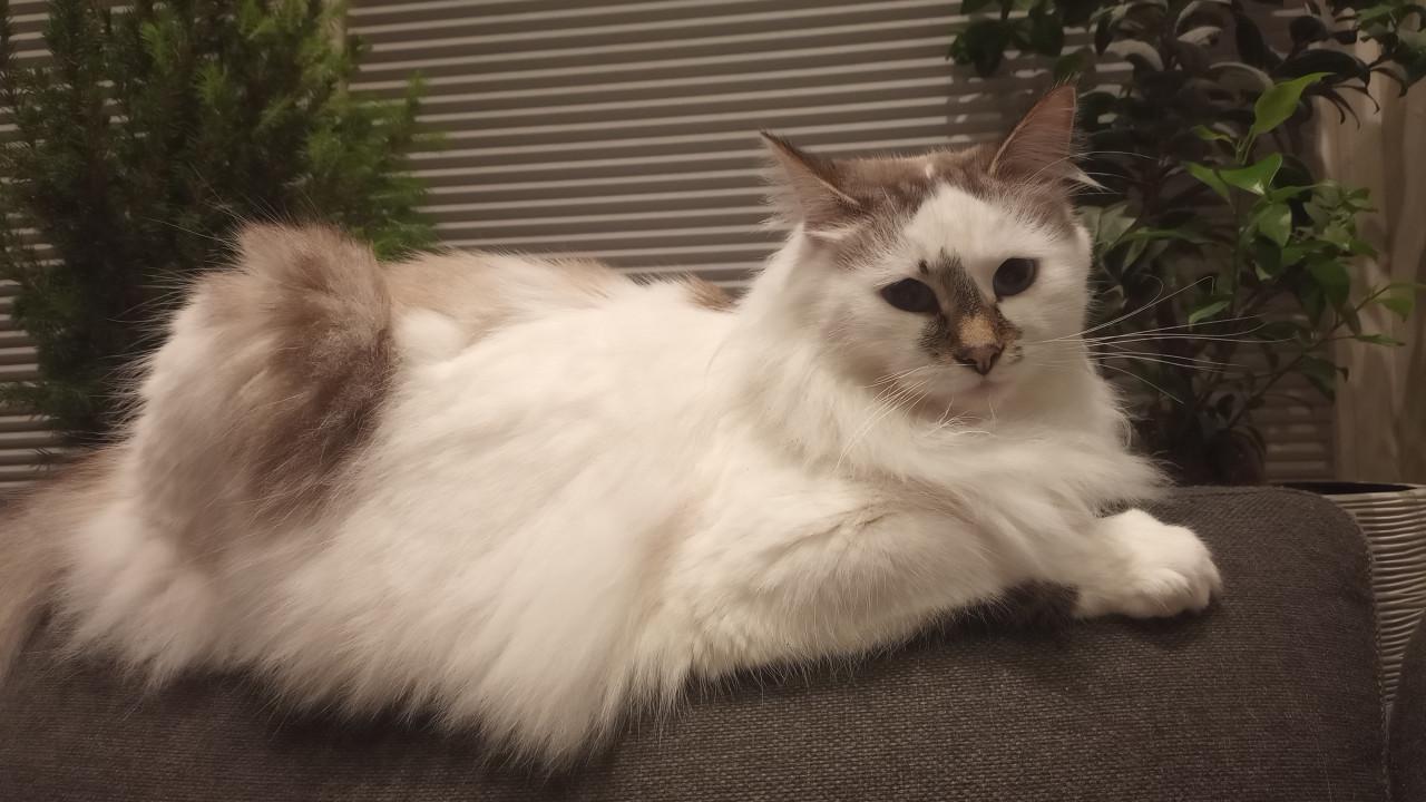 Siberische Kater