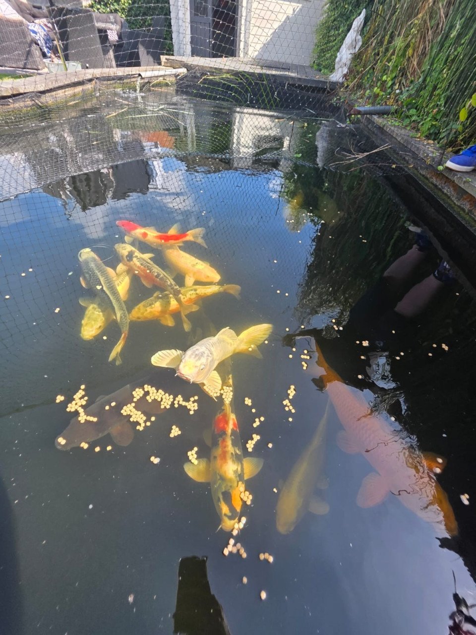 Koi/ karper / vijvervissen