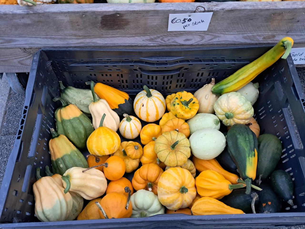 Kalebassen, pompoenen, courgettes