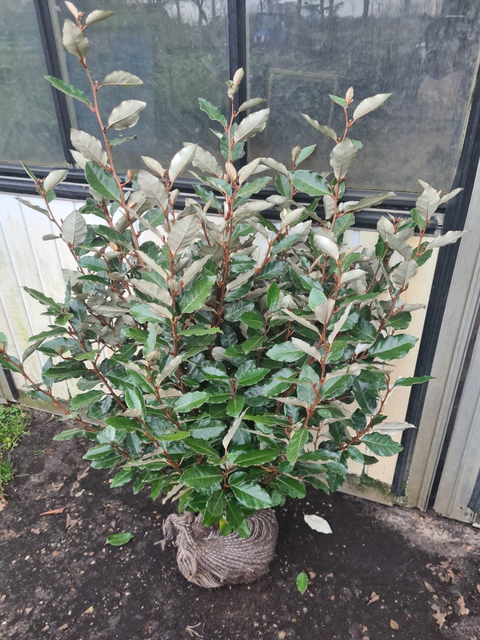 Olijfwilg compacta haagplanten