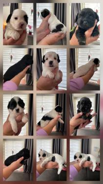 Shih tzu pup