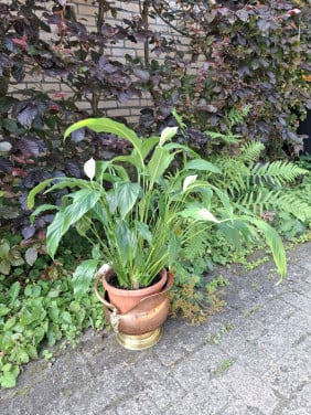 Grote lepel plant, lucht reinigende kamerplant  voor binnen.