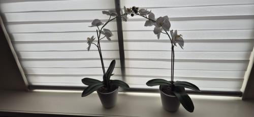 Orchidee kunstbloem wit