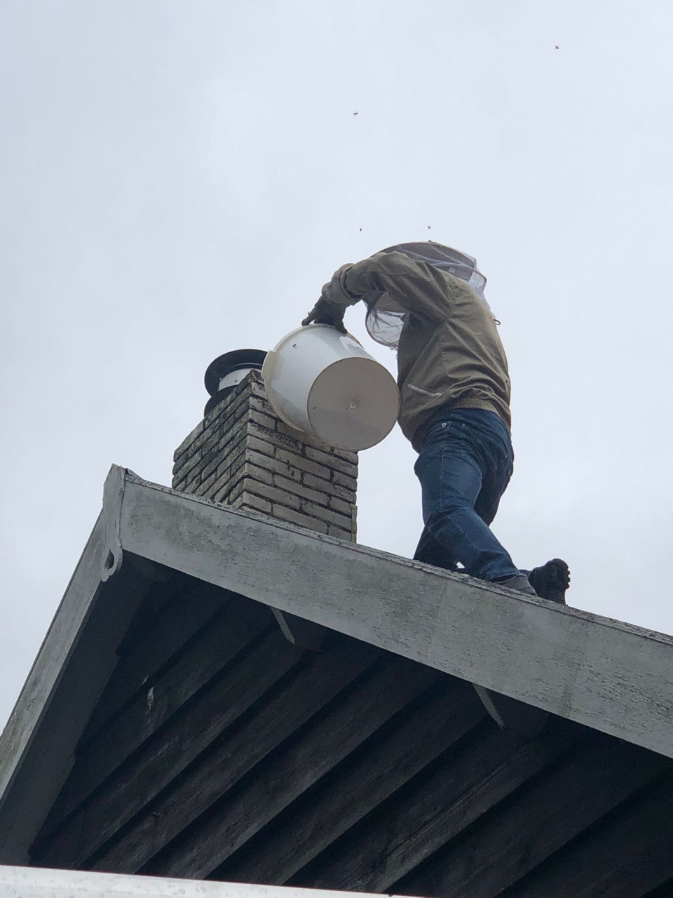 Bijenzwerm gezien bel ons 0642728523