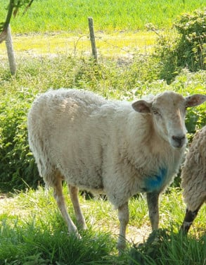 Ram schaap schapen dekram rammen vanaf 6 maanden tot een jaar