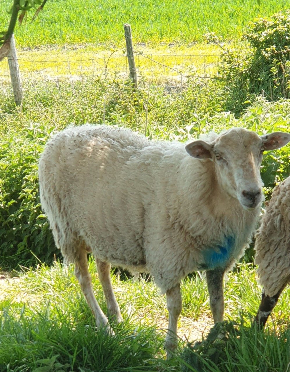 Ram schaap schapen dekram rammen vanaf 6 maanden tot een jaar