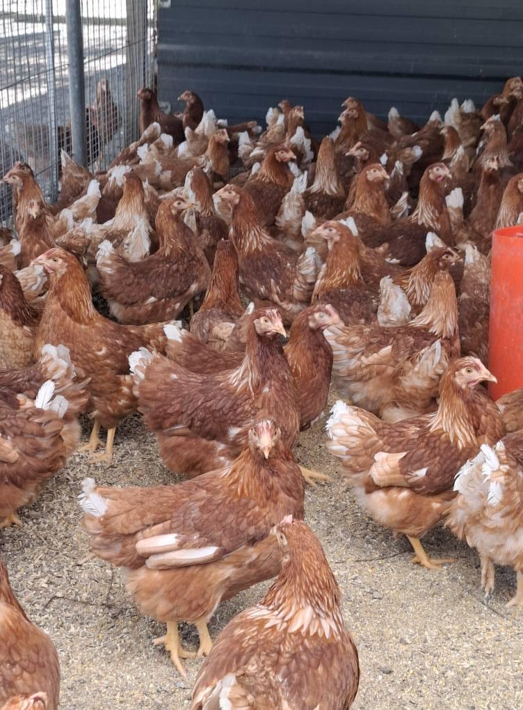 Grote keuze uit jonge leghennen