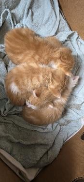 Supper schattige kittens
