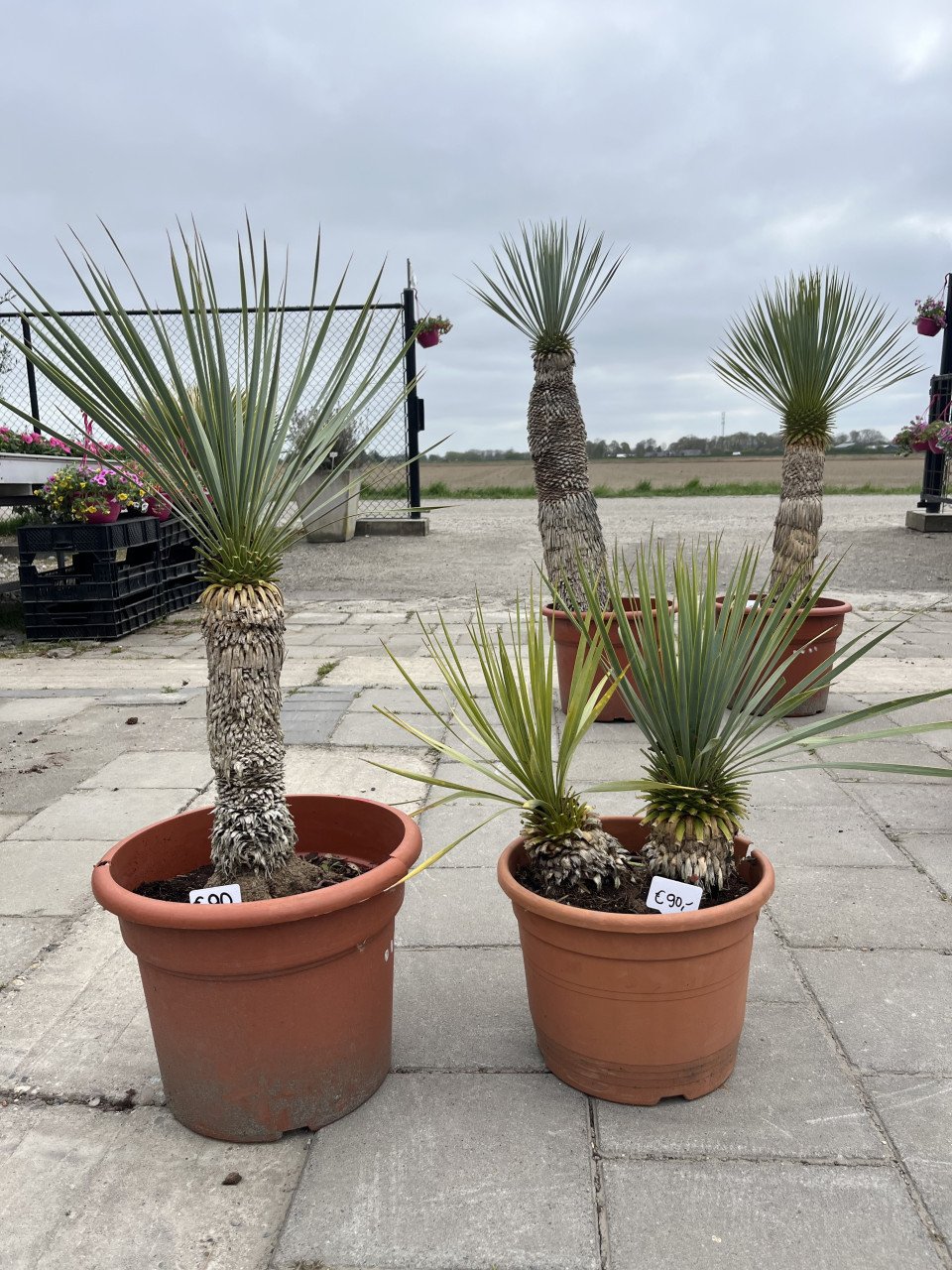 Yucca rostrata’s - lange stammen