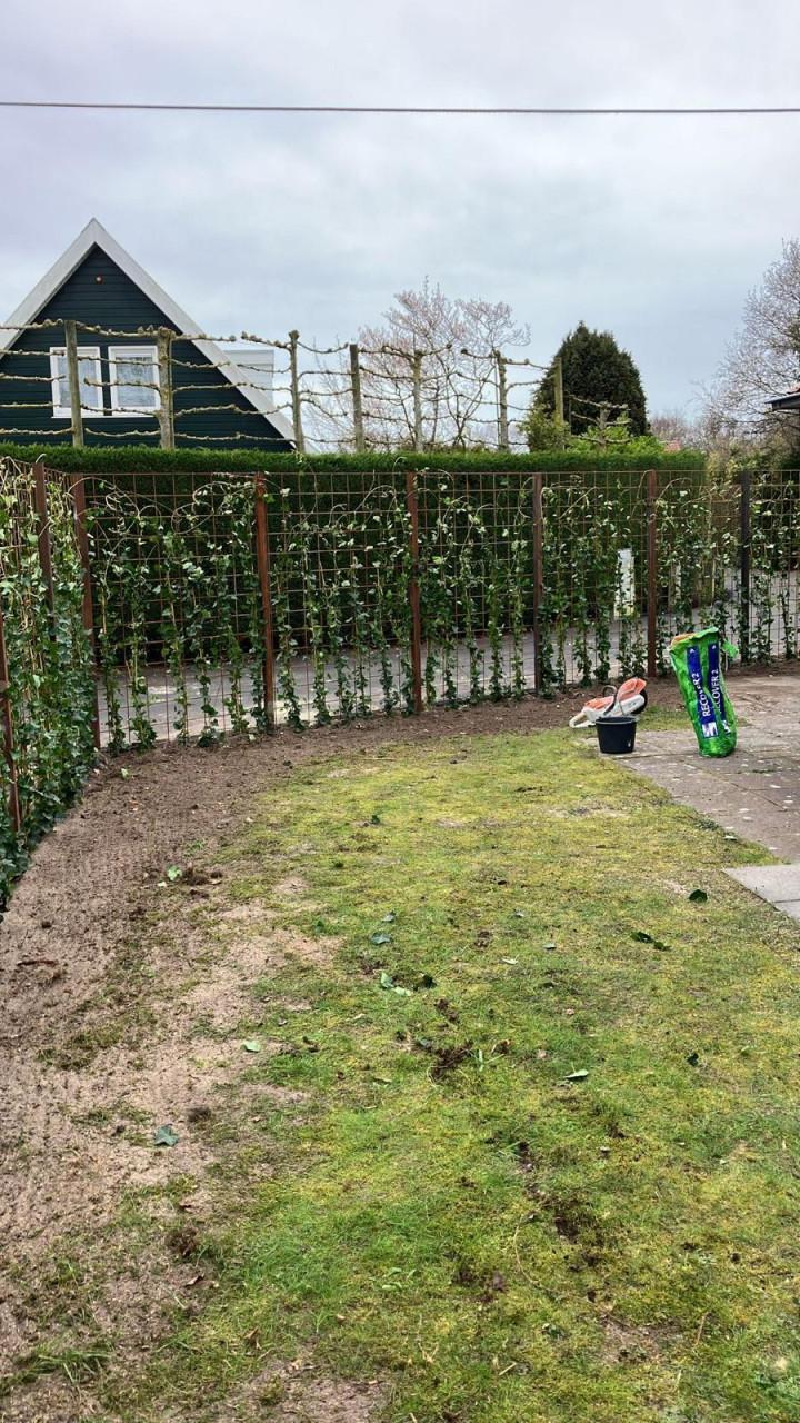 Topkwaliteit Hedera hibernica (klimop) in deverse maten.