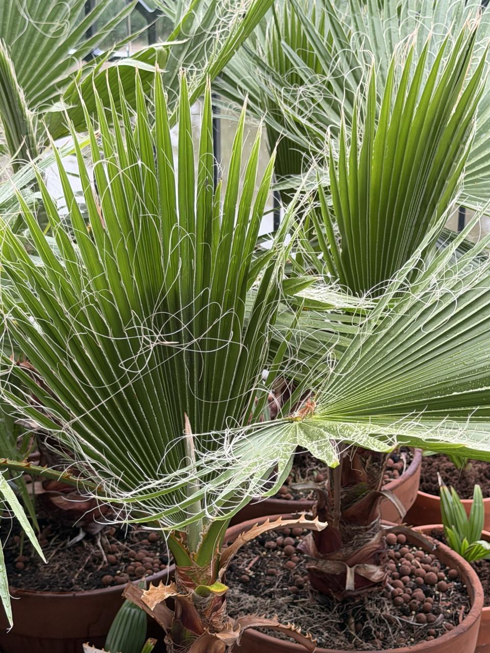 Kokospalmen