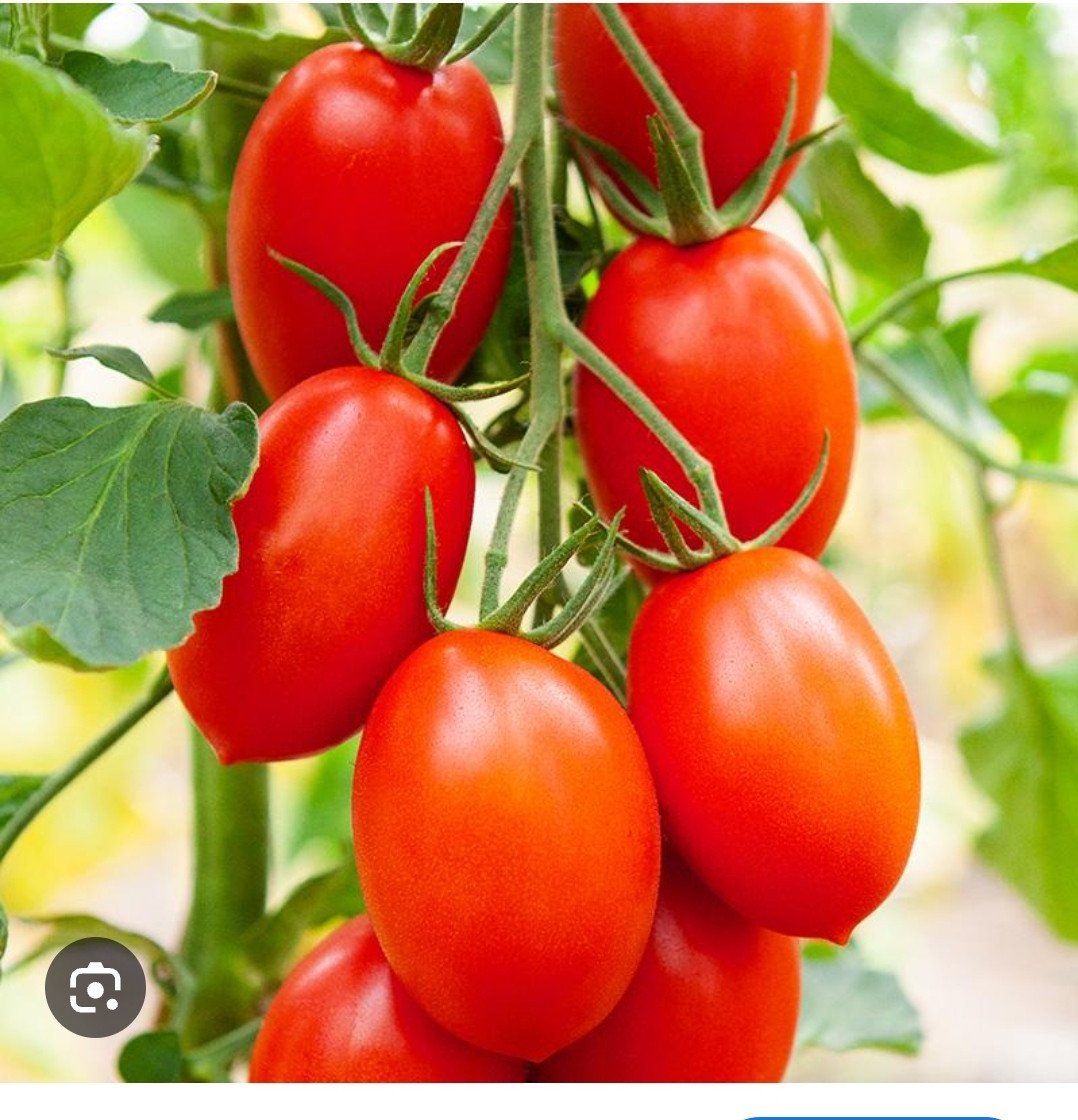 Tomatenplanten te koop