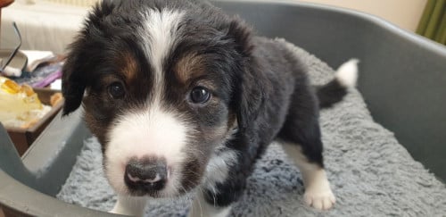 Border Collie