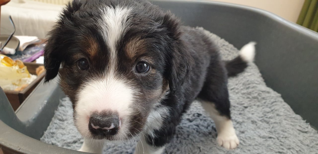 Border Collie