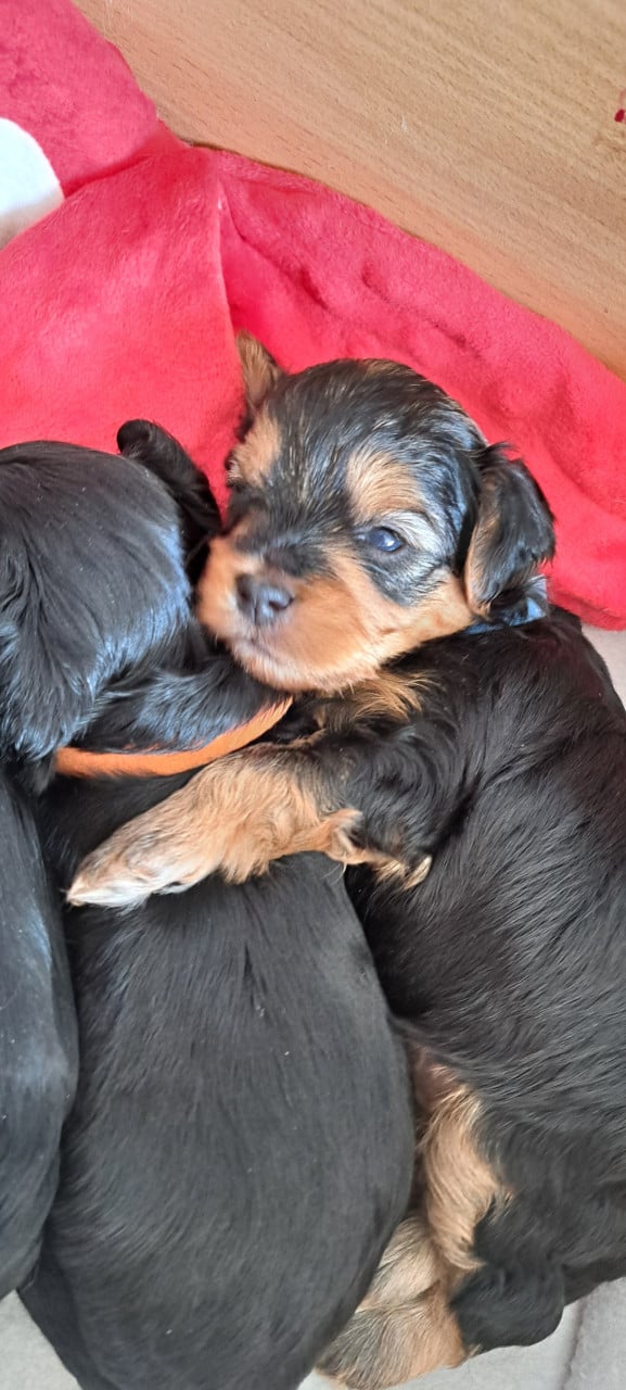 Boomer pups