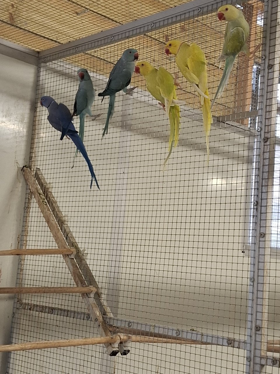 Prachtige halsbandparkieten in allerlei kleuren