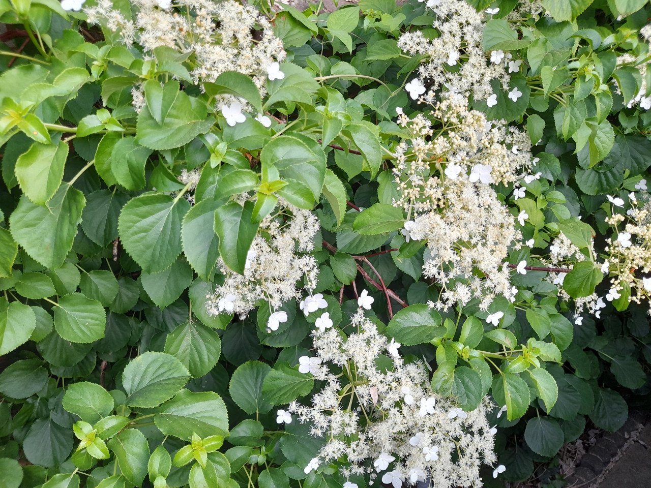 Klimhortensia