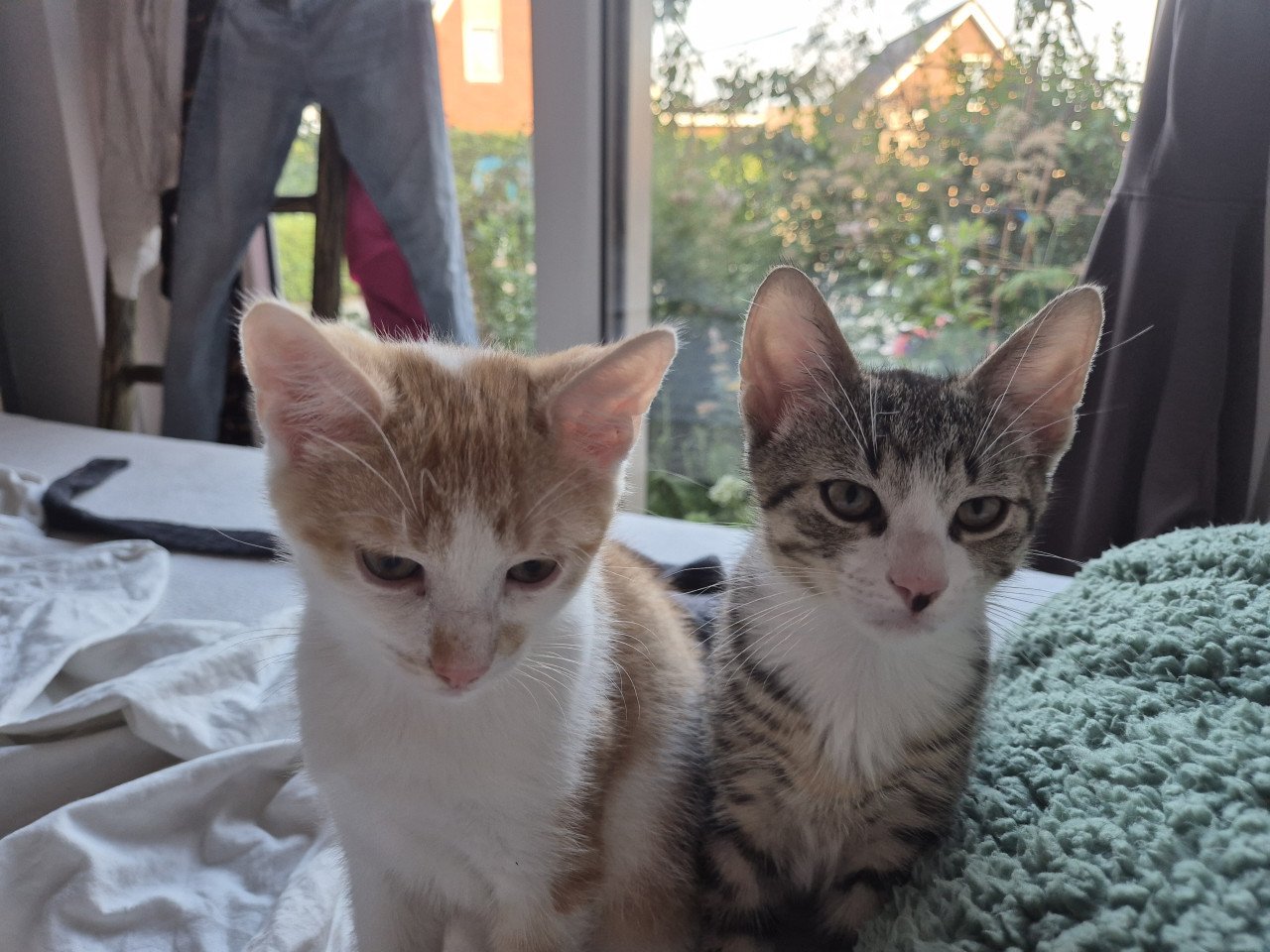 Lieve en zeer goed verzorgde HTK-KITTENS
